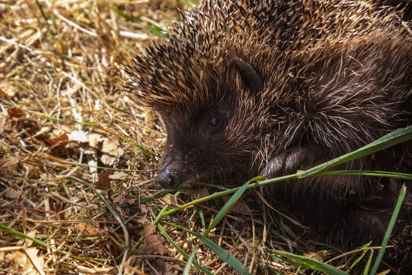 profile of a hedgehog with a raised paw on dry grass