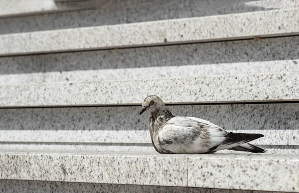 beton bir şehir merdivenüzerinde oturan gri bir güvercin görünümü
