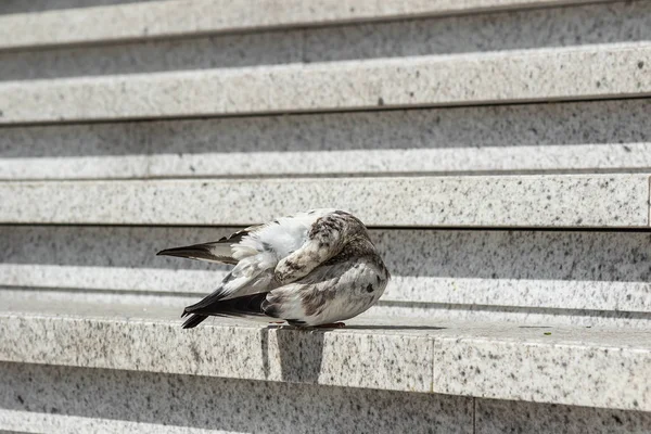 City Pigeon Nettoie Les Plumes Sur Escalier Béton Blanc — Photo