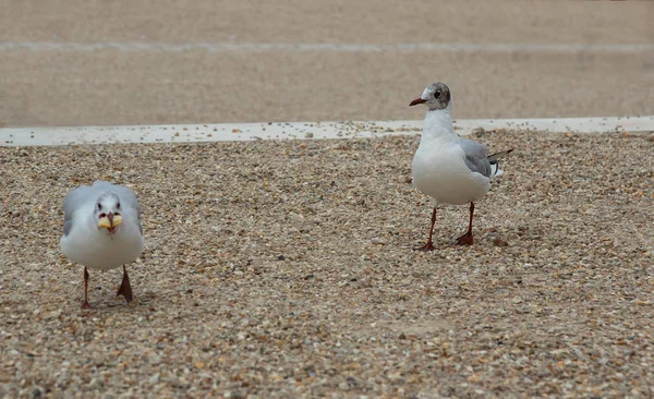 Mouette Tient Sur Caillou Regarde Face Lui — Photo