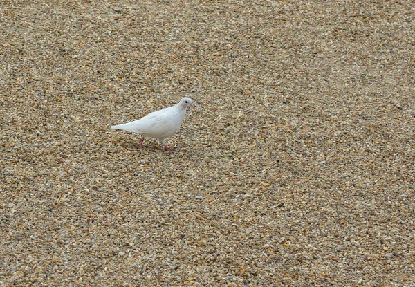 Pomba Branca Fundo Areia Seixos Pombo Branco Isolado Fundo Natural — Fotografia de Stock