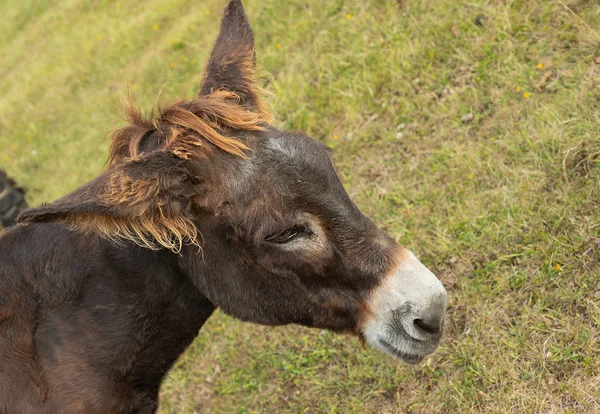 eşek profili yakın, beyaz burun ve çim arka plan üzerinde kırmızı patlamalar ile eşek kafası