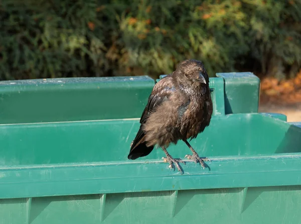 black raven, crow sitting alone on a trash can on a sunny day