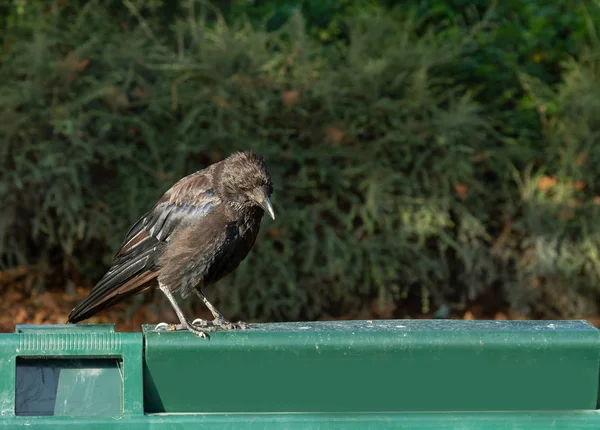 black raven looks in the trash can, crow on the edge of the trash can