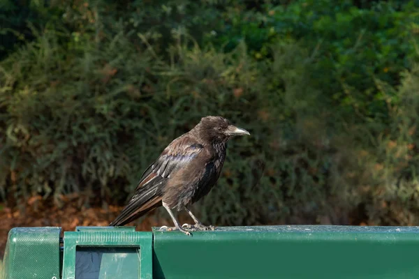 Perfil Corvo Preto Uma Lata Lixo Verde Fundo Árvores — Fotografia de Stock