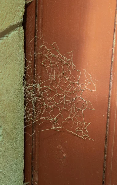 Halloween Background Spider Web Old Abandoned Door — Stock Photo, Image