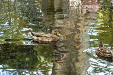 gölde yaban ördekleri, ortak, mallard ve gölet in su yansıması