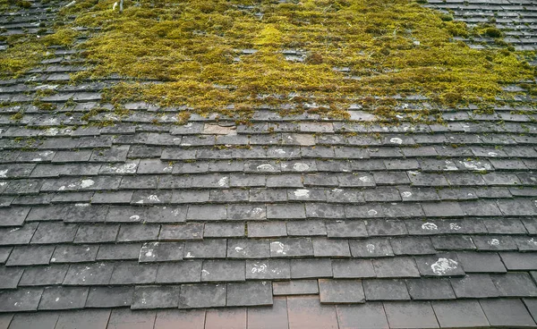 yosun, doğal arka plan ile eski çatı kiremitleri