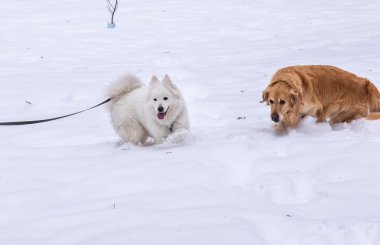 iki köpek izole kar, bir altın retriever ve bir kış parkı beyaz kar bir arka plan üzerinde köpek gibi samoyed oynamak
