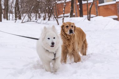 iki köpek bir kış parkı, altın retriever ve bir husky bir çit bir arka plan karşı karda durmak