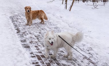 altın retriever ve husky samoyed parkta bir kış yürüyüşü izole