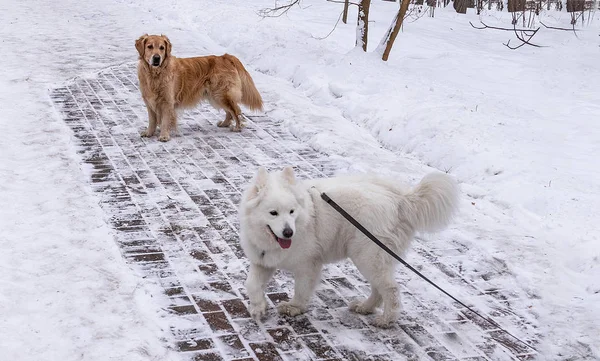 Golden Retriever Husky Samoyed Isolati Una Passeggiata Invernale Nel Parco — Foto Stock