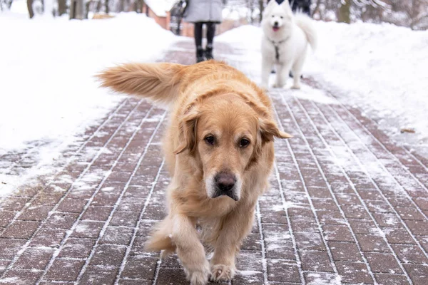 Vecchio Golden Retriever Che Cammina Parco Una Passerella — Foto Stock