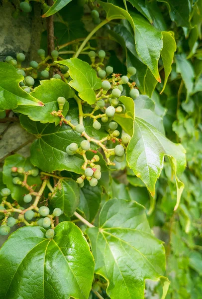 Druva Bakgrund Med Gröna Blad Och Omogna Klasar Druvor Gröna — Stockfoto