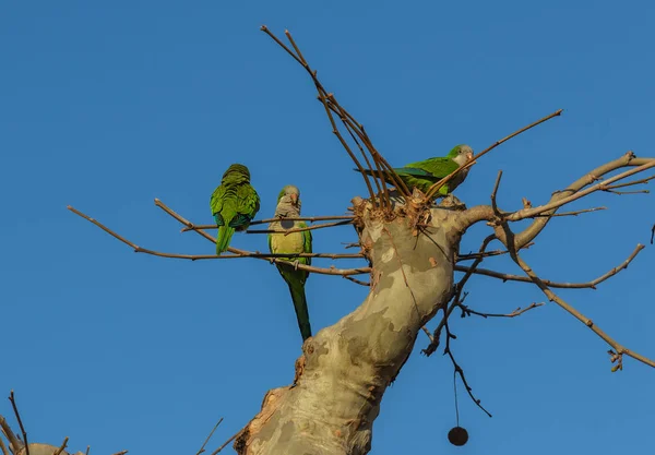 Bright Green Parrots Top Tree Branches Sky — Stock Photo, Image