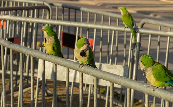 Папуги Металевому Паркані Міському Парку Сонячний День — стокове фото