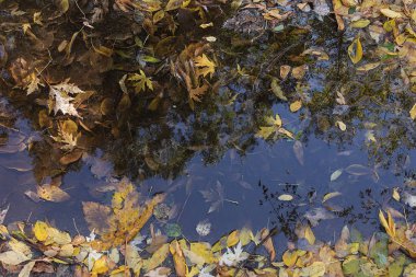 Bir su birikintisinde düşen yaprakların sonbahar arkaplanı ve yansımaları