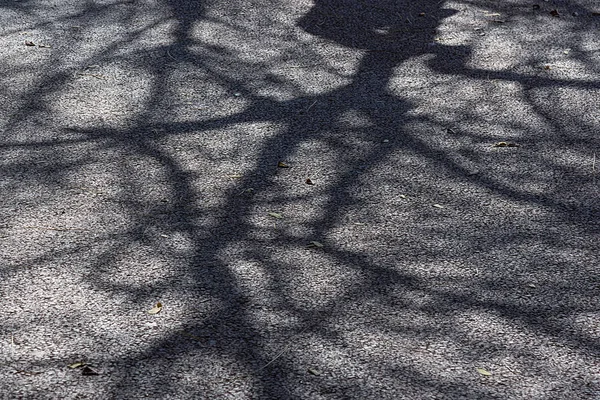 Fundo Abstrato Sombras Galhos Árvores Pavimento — Fotografia de Stock