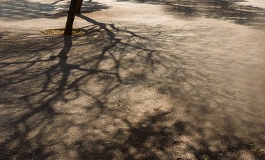 Asfalttaki ağaç dallarının gölgelerinin klasik arka planı