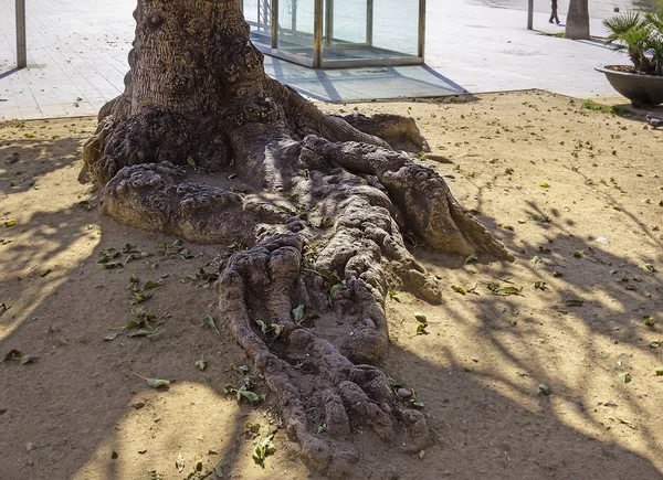 Güneşli bir günde, dalların gölgesinde yaşlı bir ağacın kökü.