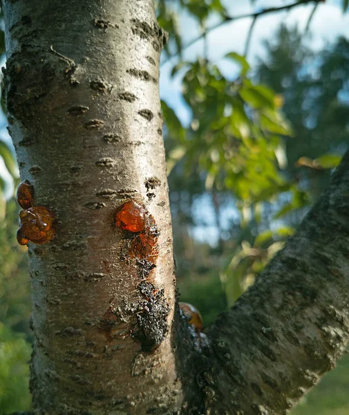 Ρητίνη Στον Κορμό Οπωροφόρων Δέντρων Φυσικό Κόμμι Στον Κορμό Κεράσι — Φωτογραφία Αρχείου