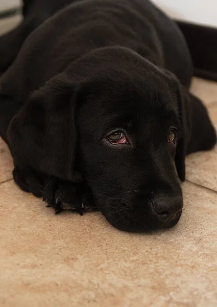 Potret Black Labrador Puppy Close Black Labrador Puppy Terletak Lantai — Stok Foto