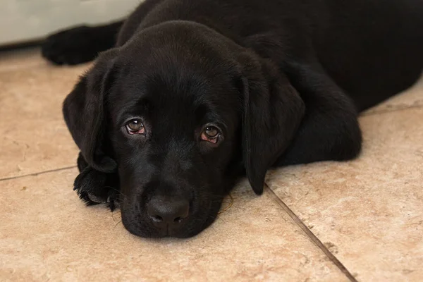 portrait of black labrador puppy close-up.Top view of black puppy.Black labrador puppy lies on floor