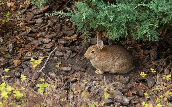 Yaban Tavşanı bir ardıç dalının altında yerde oturuyor.