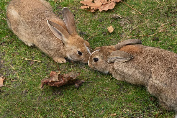 Ein Paar Wilde Hasen Küssen Sich Gras Hasen Liegen Nase — Stockfoto