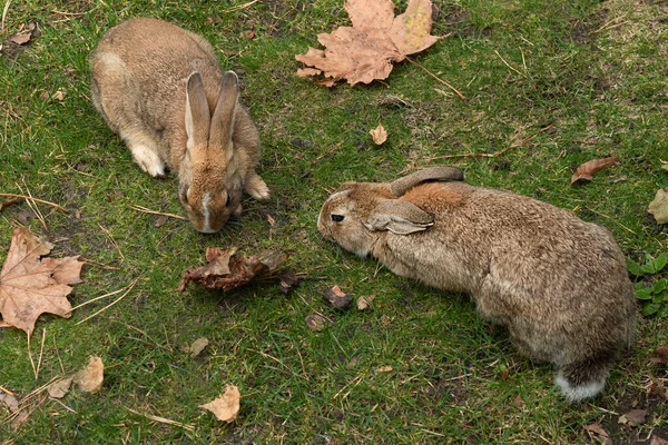 Couple Lièvres Sauvages Sur Herbe Parmi Les Feuilles Automne — Photo