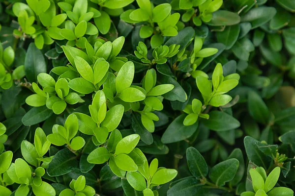 Gröna Blad Bakgrund Ljus Blad Buxbom Bakgrund Mörkgrön — Stockfoto