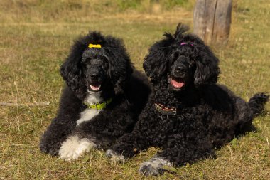 İki siyah Portekizli Su Köpeği, anne ve kızı, güneşli açık havada çimenlerde dinleniyorlar.