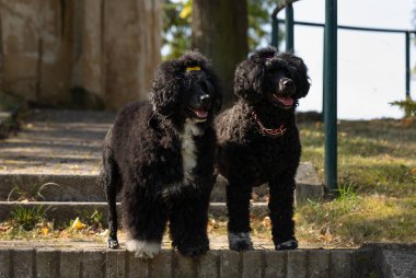 Anne ve kız, siyah Portekizli Su Köpekleri, merdivenlerde dikiliyorlar.