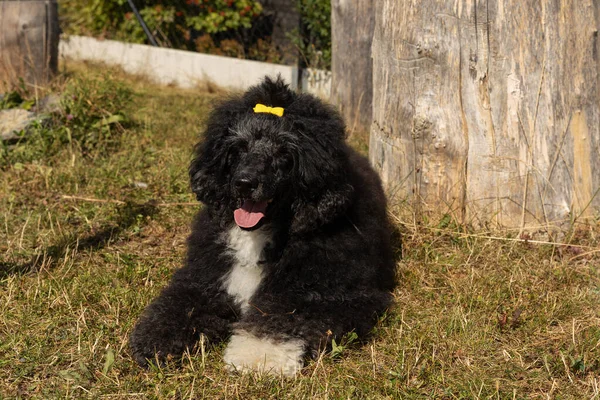 Mutlu gülümseyen siyah Portekiz Su Köpeği, sarı kurdeleli açık hava manzaralı.