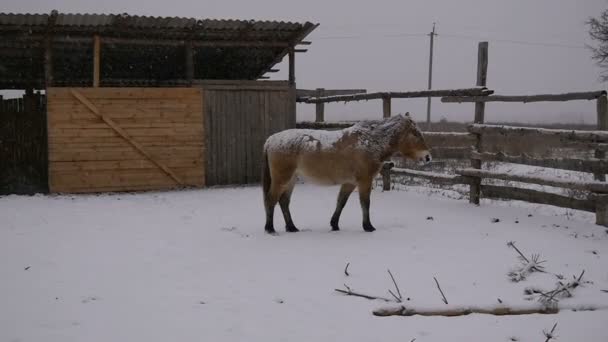 Deux chevaux se tiennent dans la neige. Un cheval tourne le visage . — Video