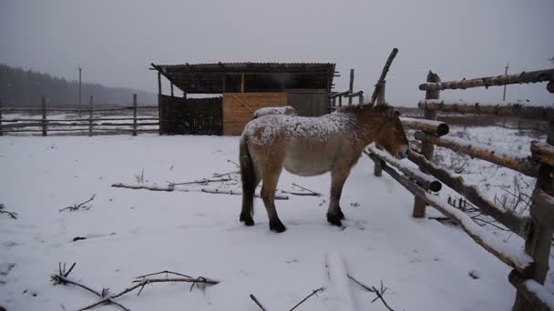 馬は雪の中でスタンドします。. — ストック動画