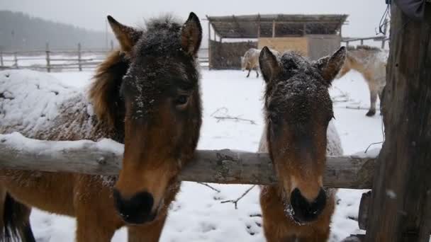 Dos caballos de cerca. Está nevando mucho. . — Vídeo de stock