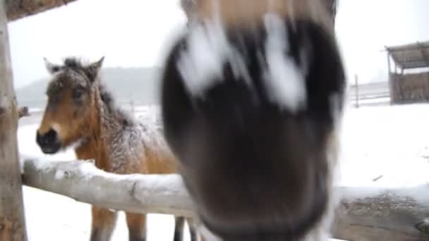 Pferd erschnüffelt die Linse. Nahaufnahme. — Stockvideo