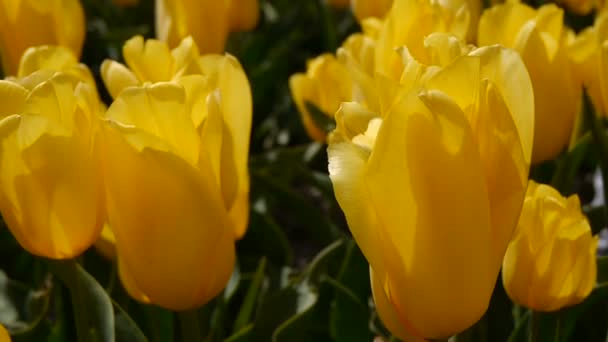 De hand glijdt over de gele tulpen. — Stockvideo