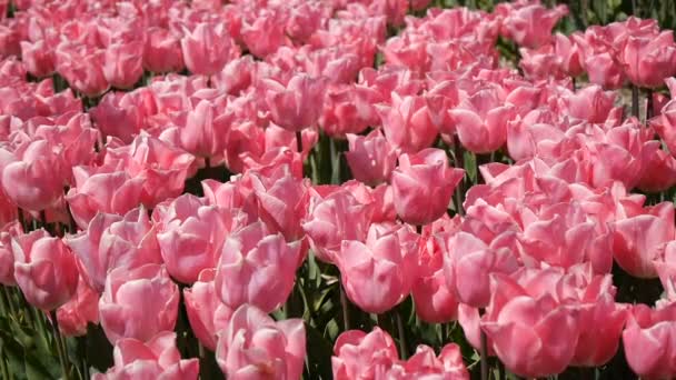 Een gebied van roze tulpen. — Stockvideo