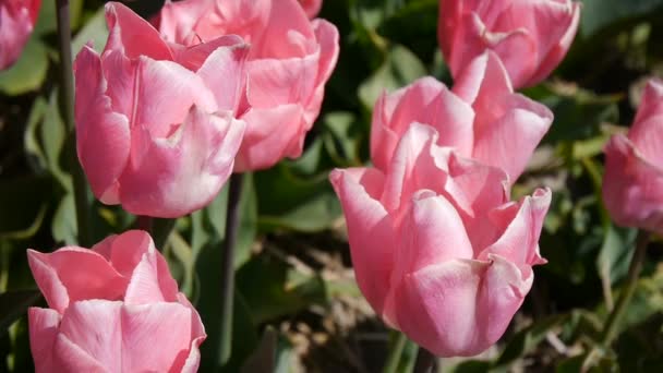 Pink Tulips. Close-up. — Stock Video