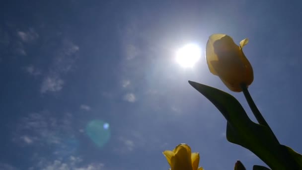 El sol brilla a través del tulipán amarillo . — Vídeo de stock