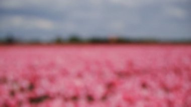 Pembe lale. Odak. Ufak bir olasılık