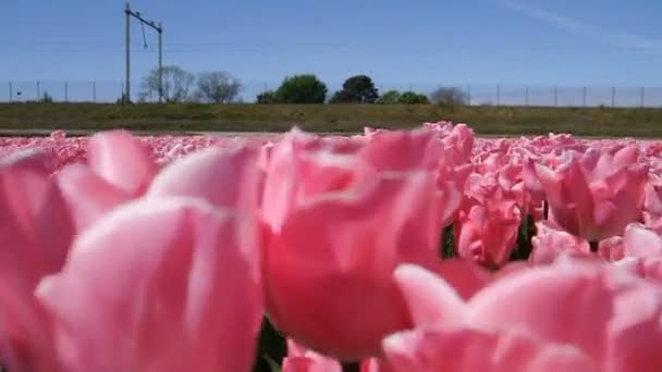 Lopen op roze tulpen. — Stockvideo