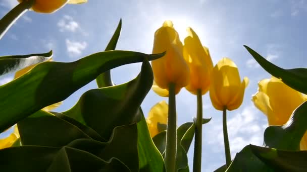 Primer plano de un tulipán amarillo a través del sol . — Vídeo de stock