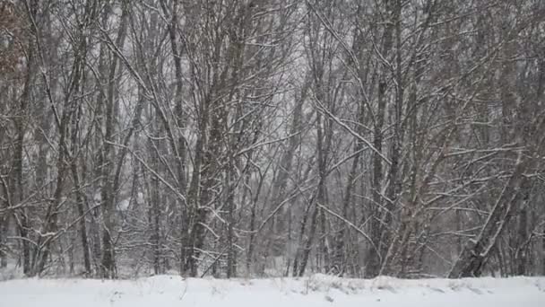 Snö i skogen. — Stockvideo