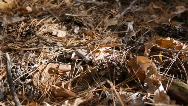 Mushroom in the forest. Camera slide from left to right. Autumn weather. Close-up. — Stock Video