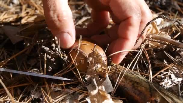 Mushroom in the forest. A man cuts a mushroom with a knife. Close-up. Autumn weather. — Stock Video