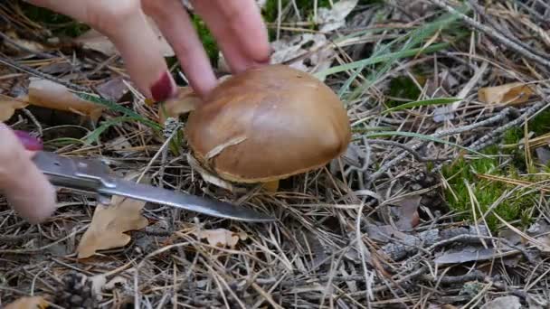 Paddestoel in het bos. Een meisje snijdt een paddestoel met een mes. Close-up. Herfst weer. — Stockvideo