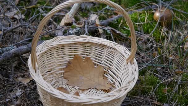 Svamp i skogen. Flickan sätter svampen i korgen. Närbild. Höst väder. — Stockvideo